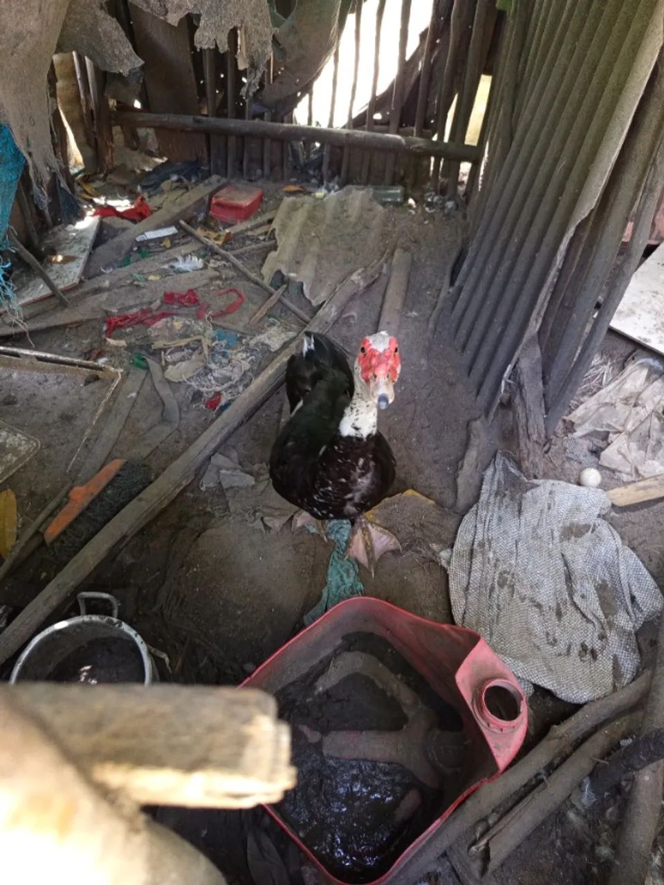 Pato 