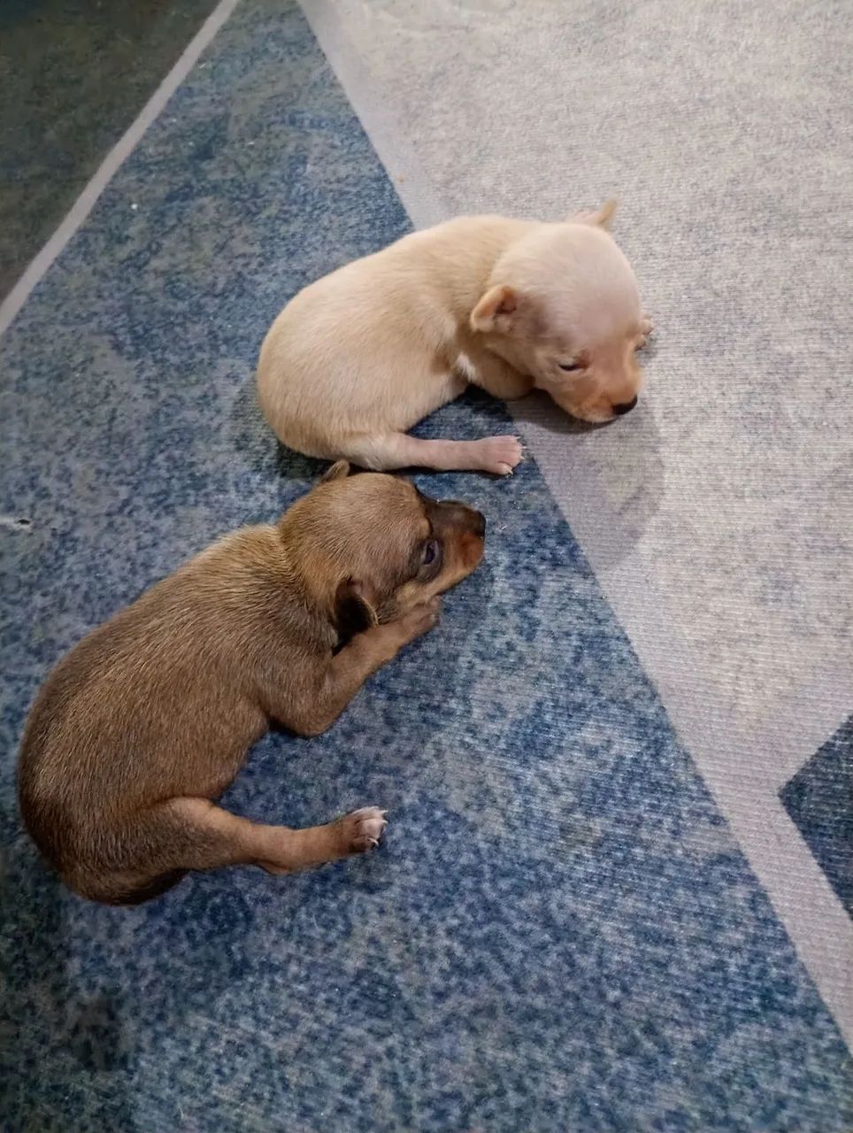 Pinscher  - Foto 3