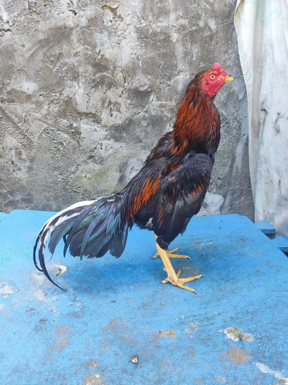 Frango - Foto 3