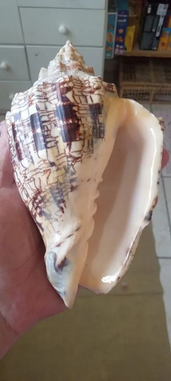 Concha de lesma gigante