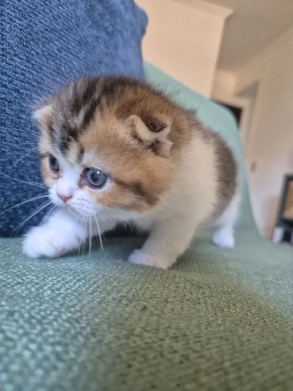 Filhote Scottish fold 