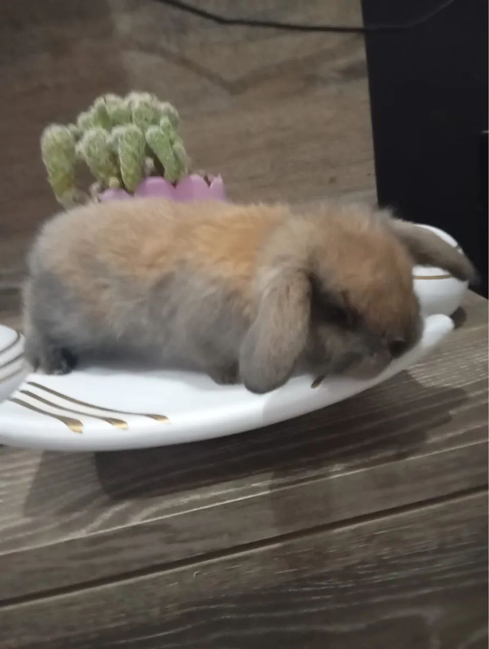 Vende-se Coelhos Mini Lop uruguaiano - Foto 4