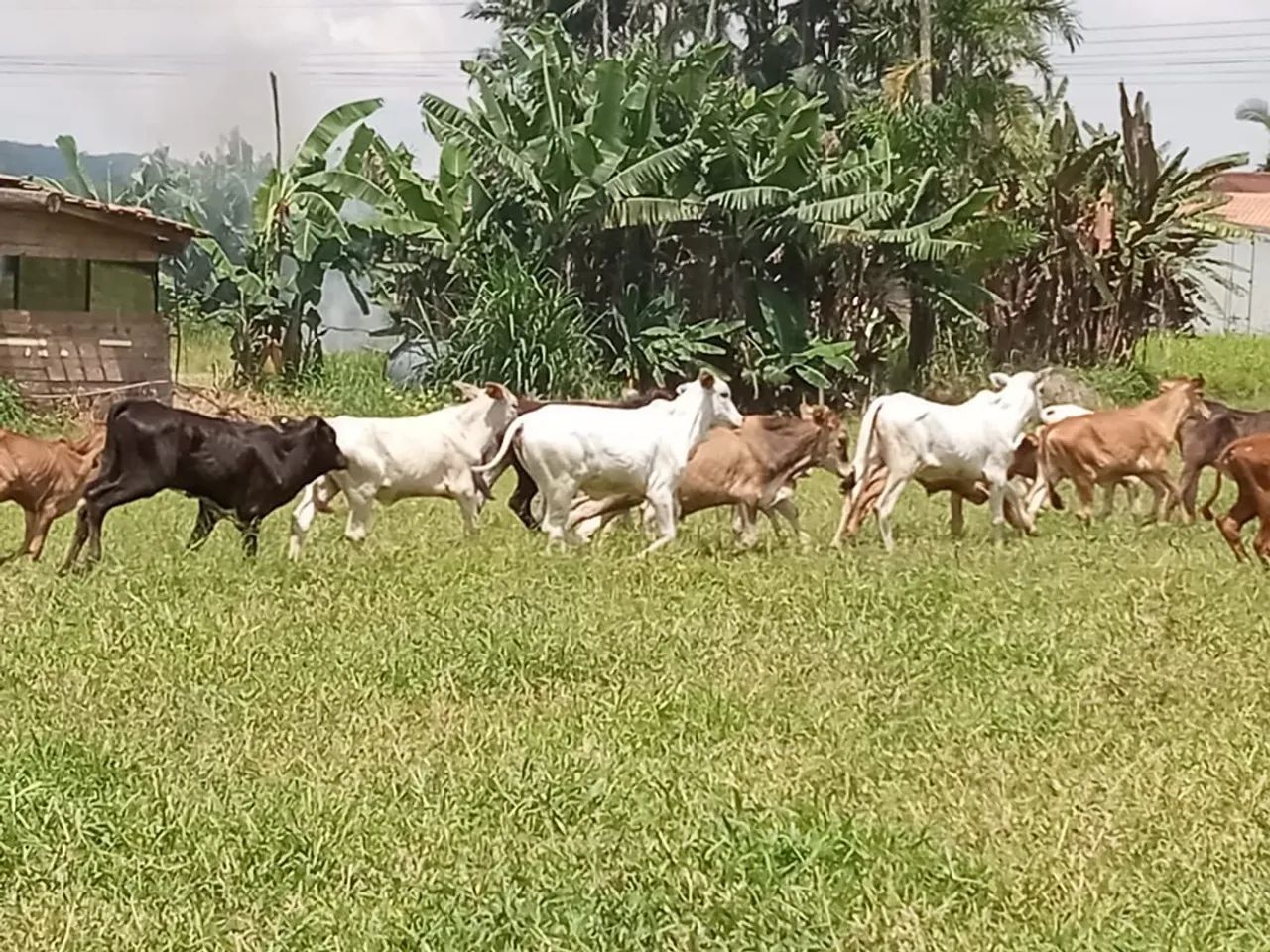 33 bezerros 18 macho 15 fêmea 