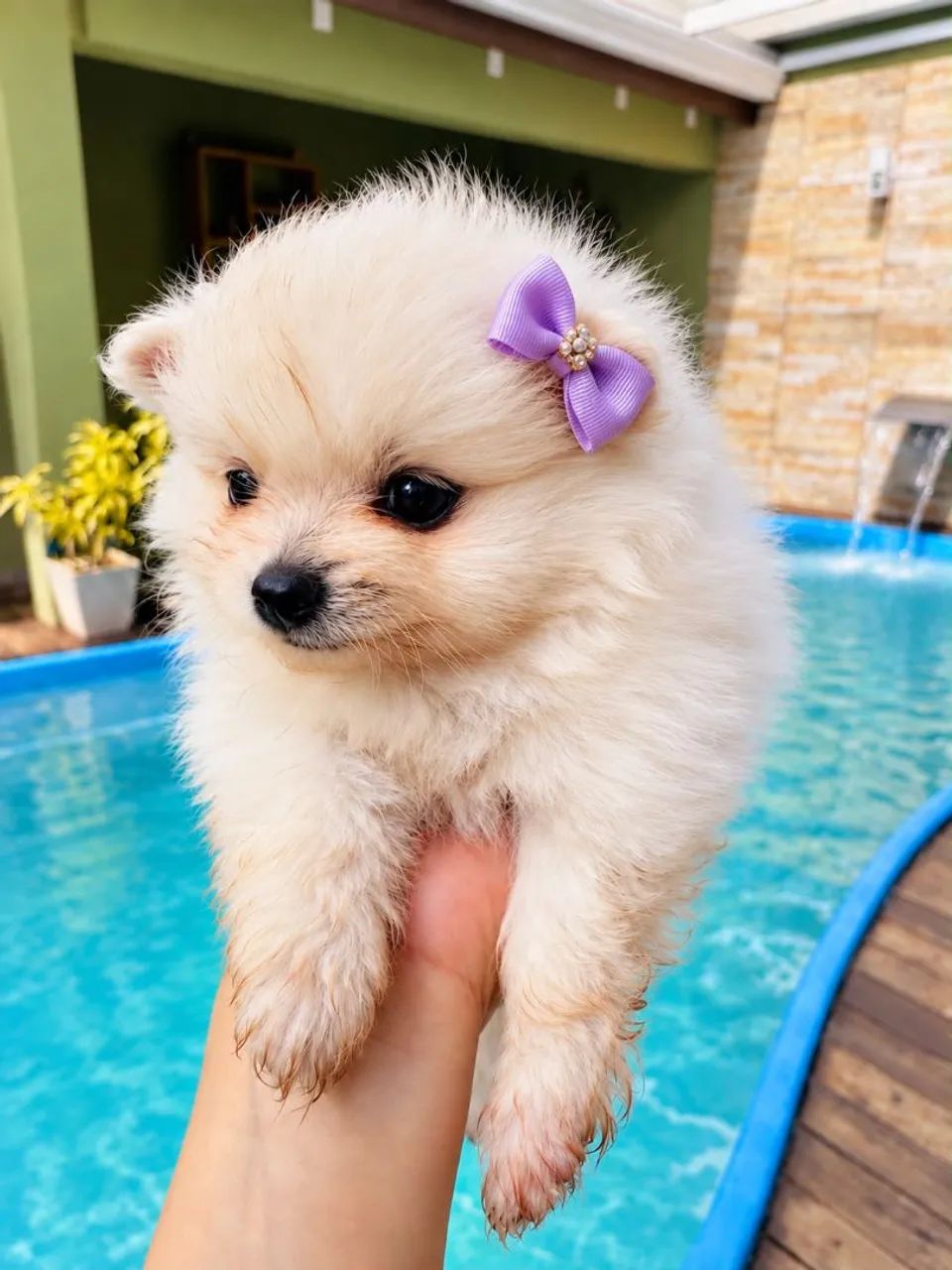 Mini Spitz Alemão  - Foto 2