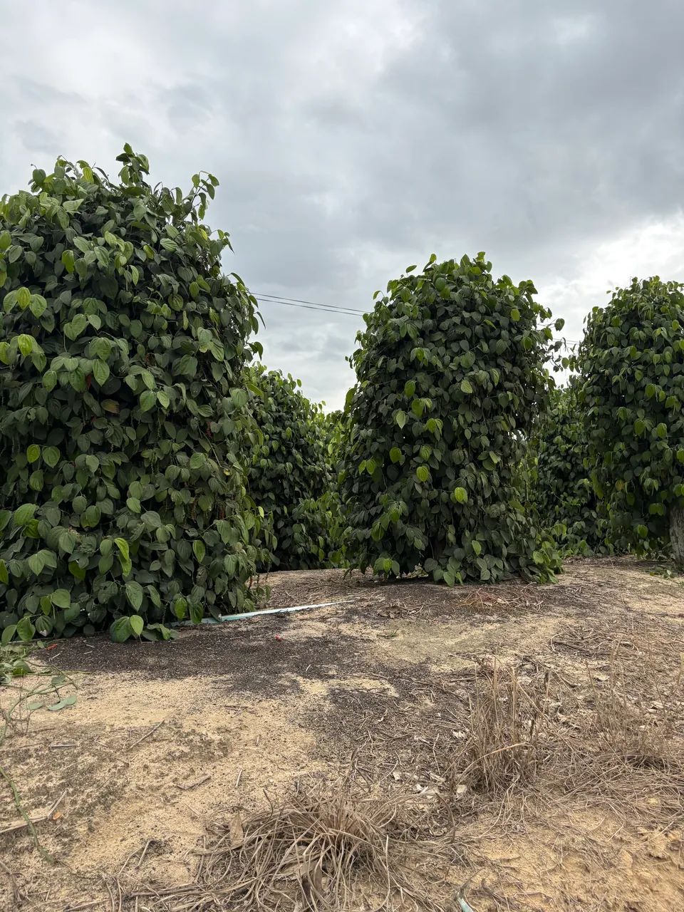 Oportunidade vende se lindo terreno  - Foto 4