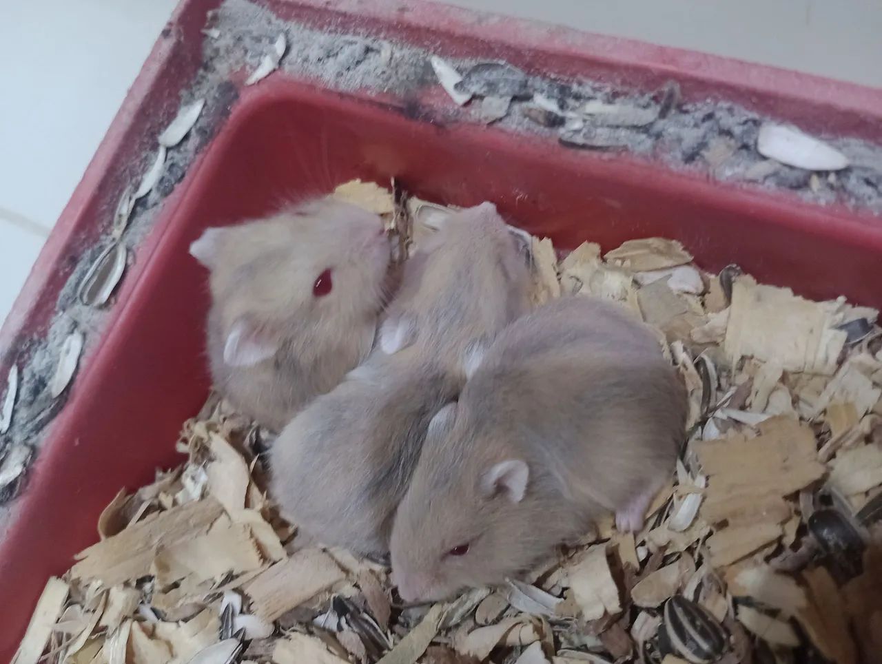 Hamster anão russo  - Foto 6