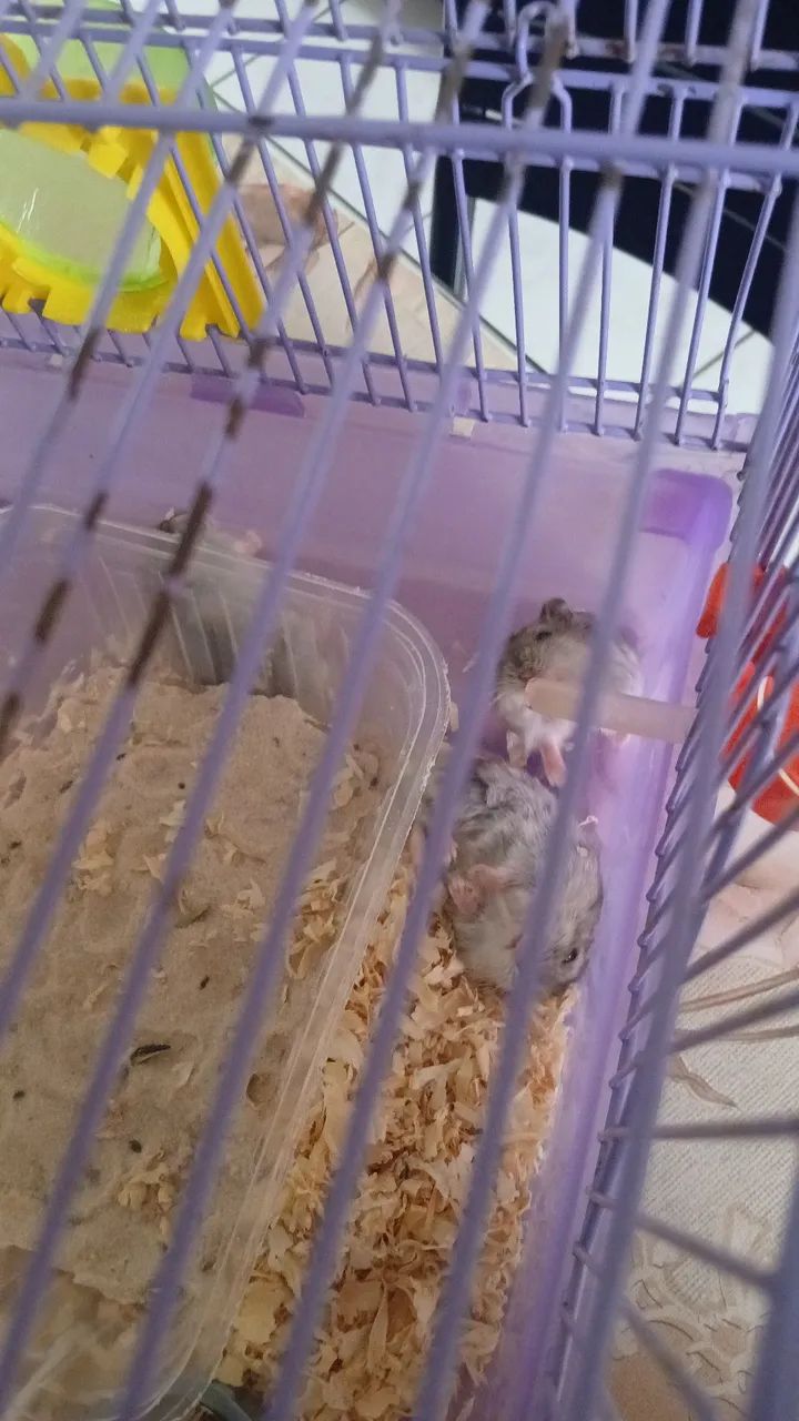 Hamster filhote - Foto 2
