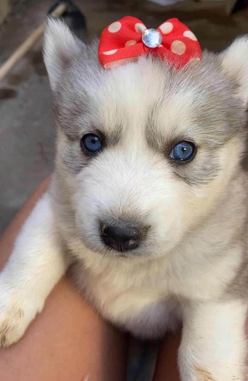 HUSKY SIBERIANO  - Foto 4