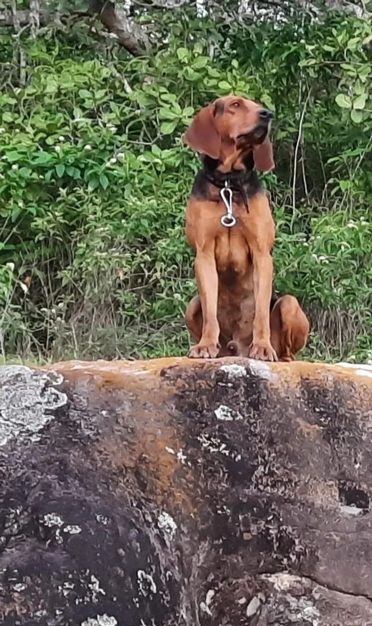 Foxhound x Pointer Ingles - Foto 2