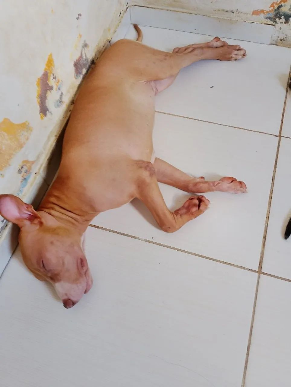 Pitbull buly original  - Foto 3