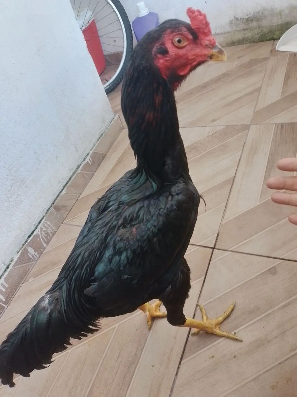 Galos e frango