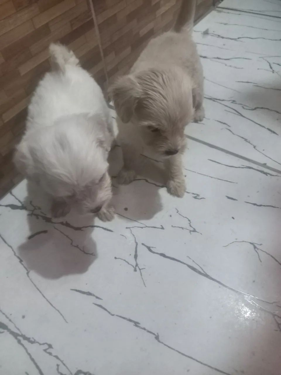 2 lindos filhotes de poodle  - Foto 4