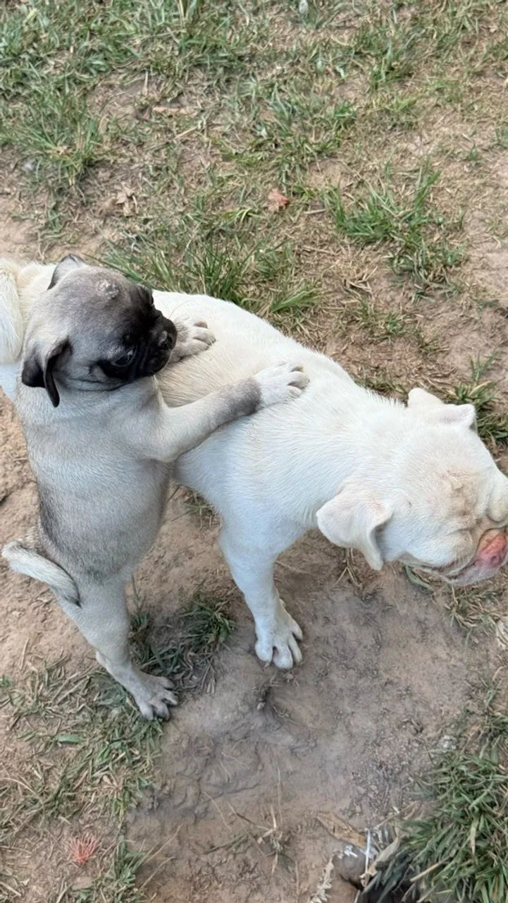 Pug - Foto 5