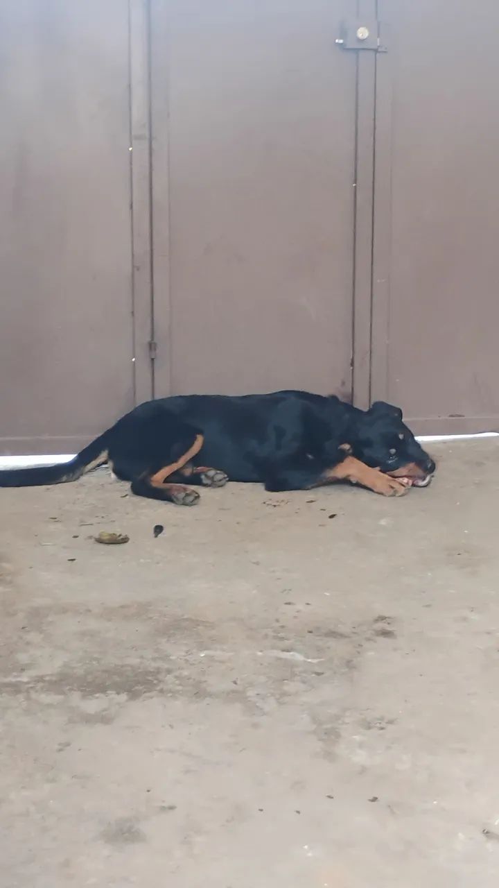 Rottweiler 7 meses, macho  - Foto 3