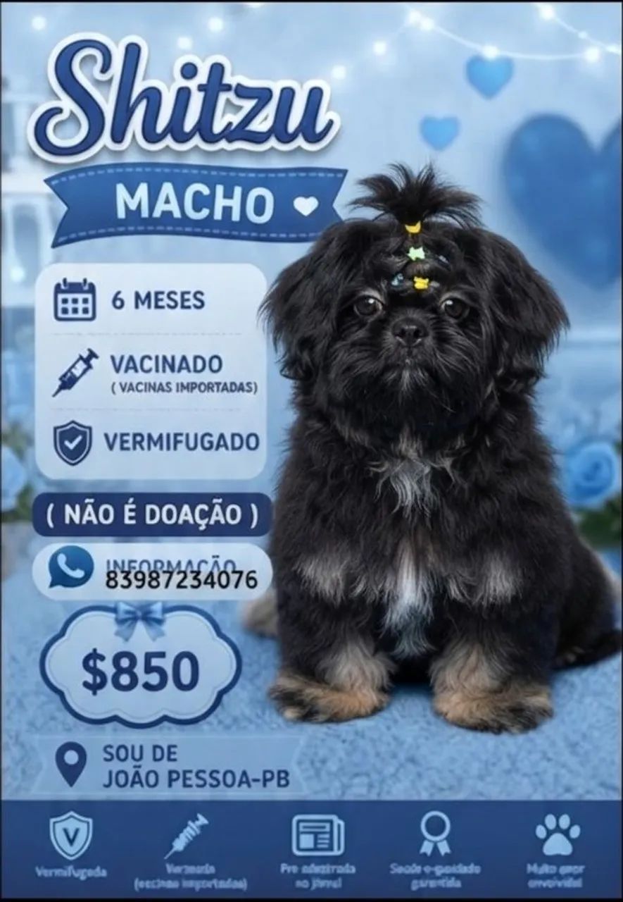 Shitzu macho 6 mês  - Foto 4