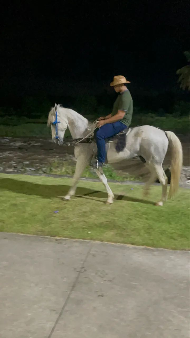 Cavalo  - Foto 3