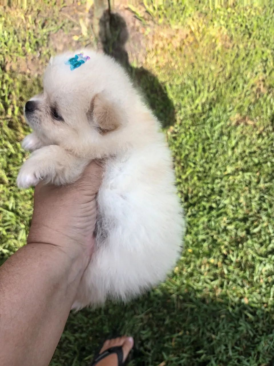 Cachorro lulu -spitz  - Foto 4