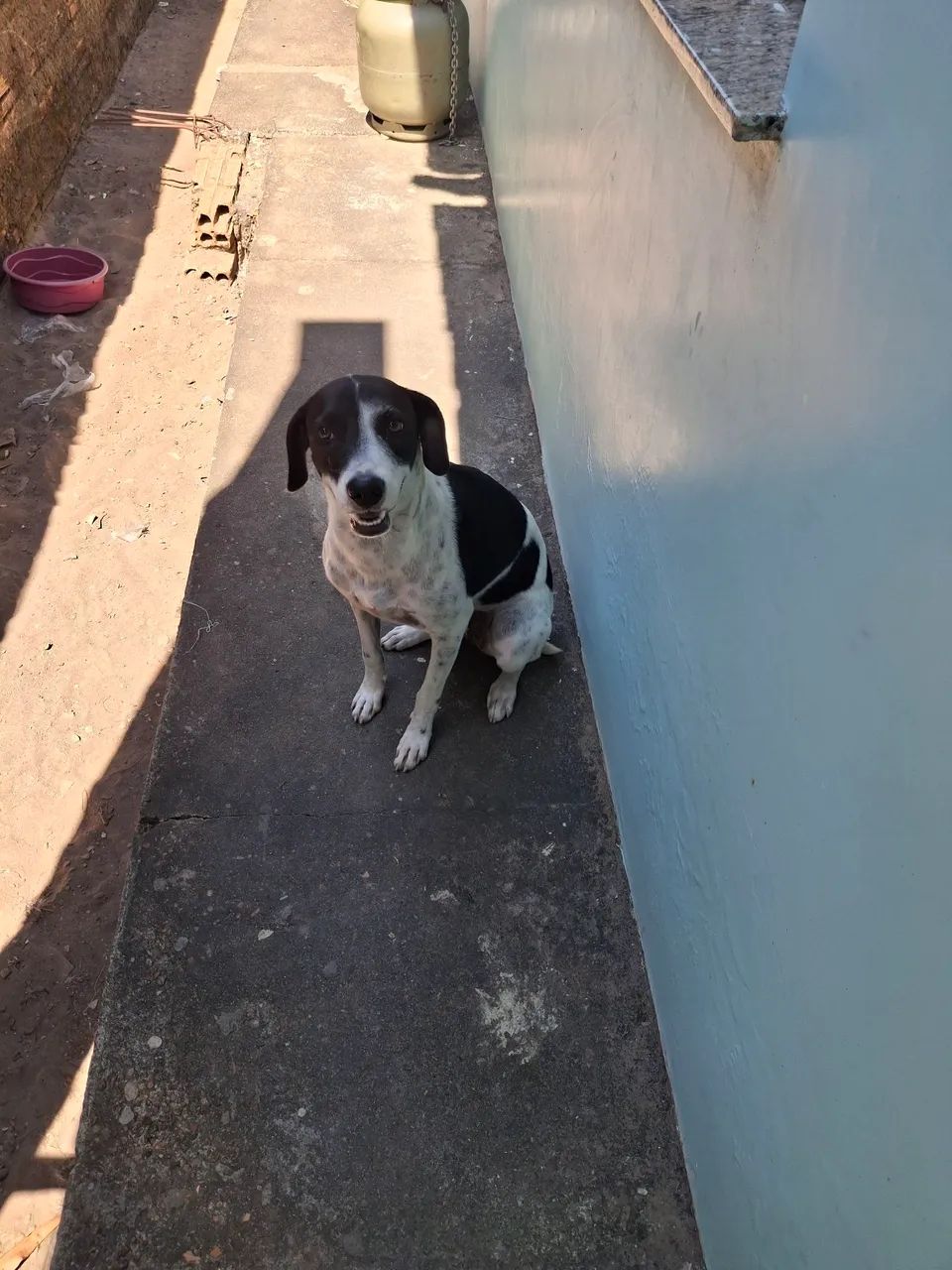 Doa-se cachorro