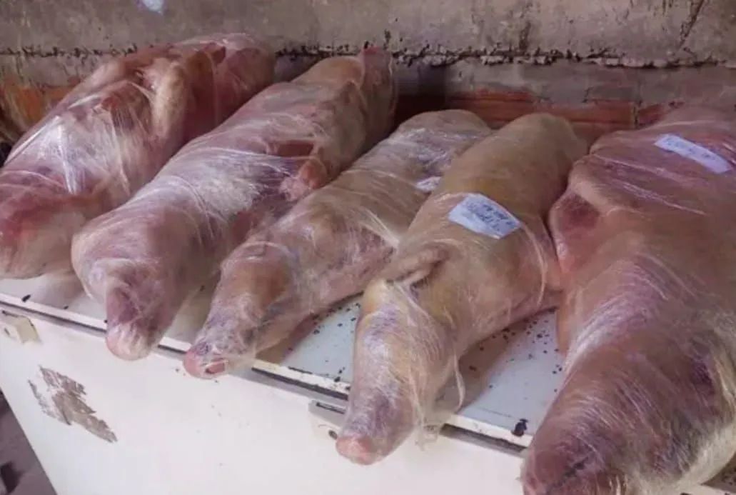 ?Leitão Natalino ? - Foto 3