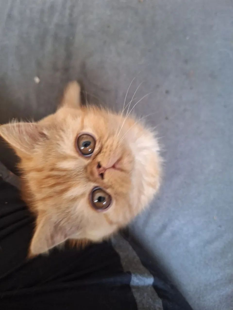 Gatinhos Persas