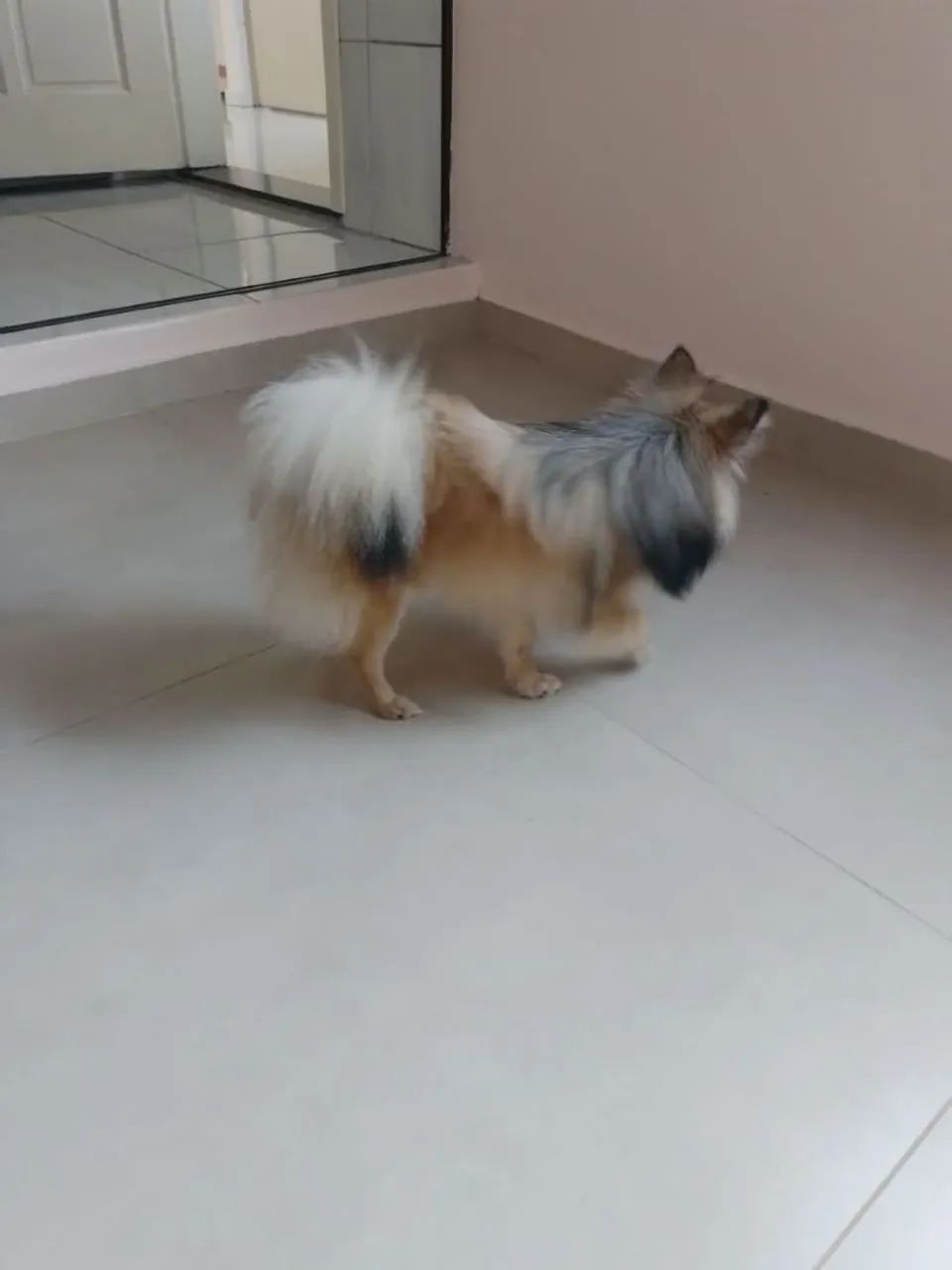 Spitz alemão   - Foto 2