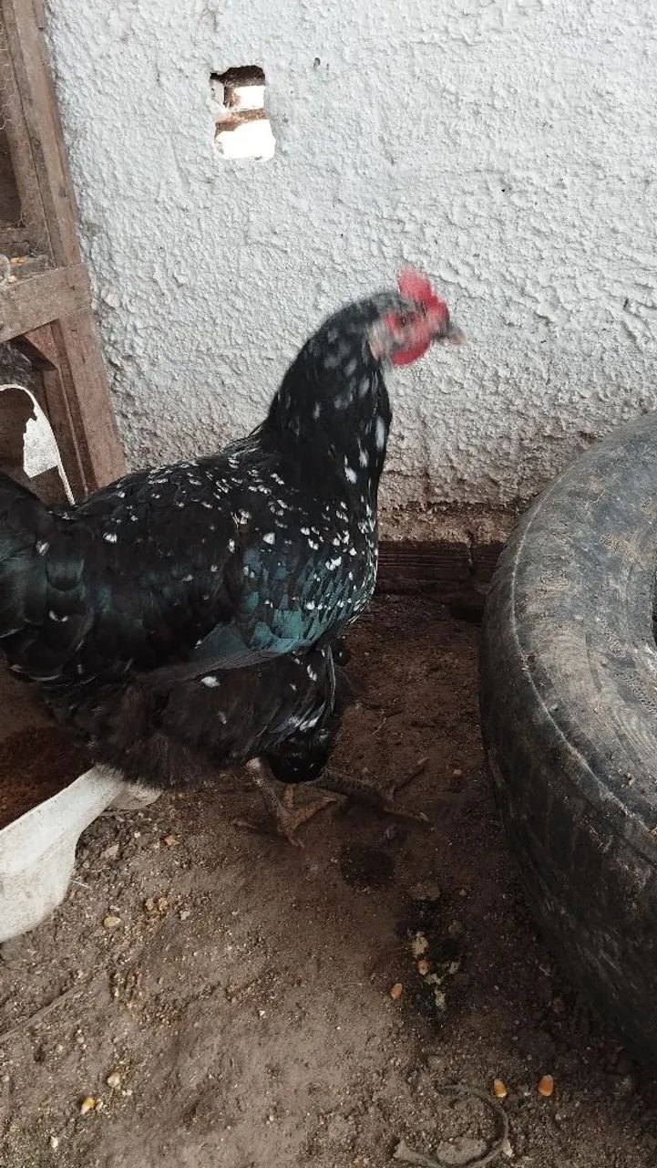 Frango e frango balão Sergipano  - Foto 2