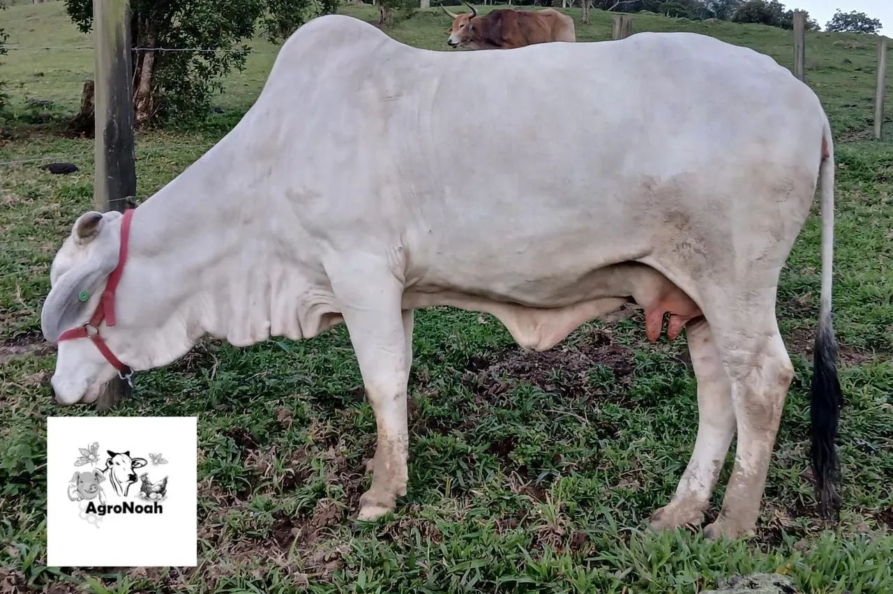 Vaca Brahma  - Foto 3