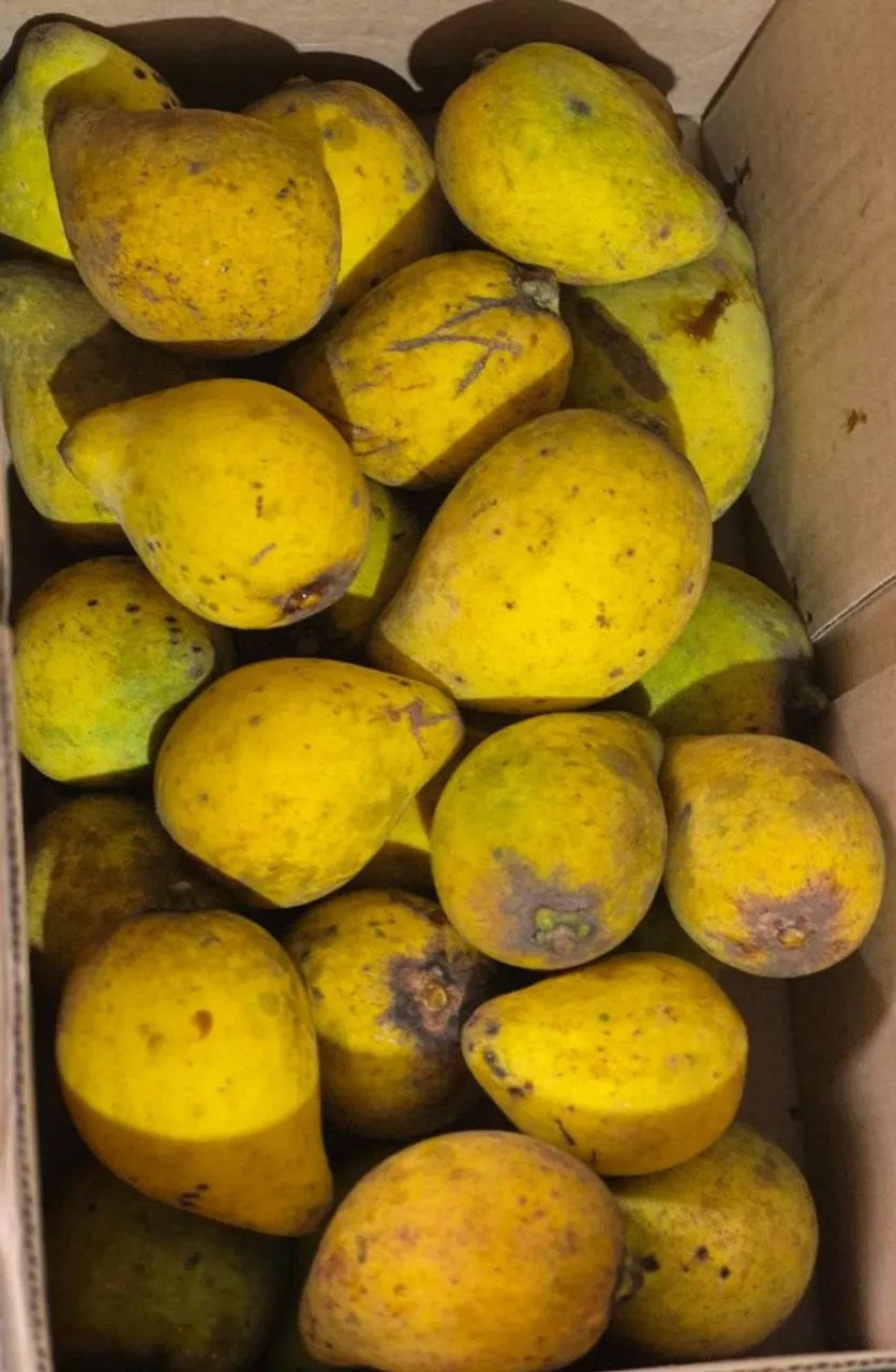 Polpas de Frutas: Bacuri e Cupuaçú - Foto 3