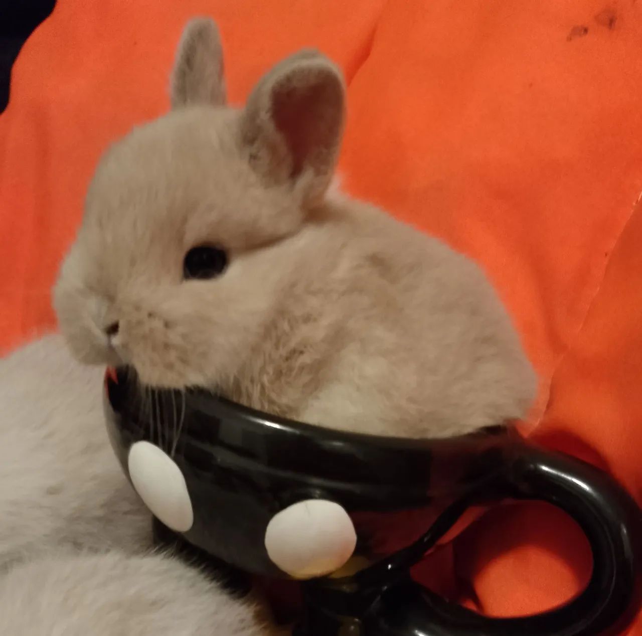 Mini coelhos  - Foto 4