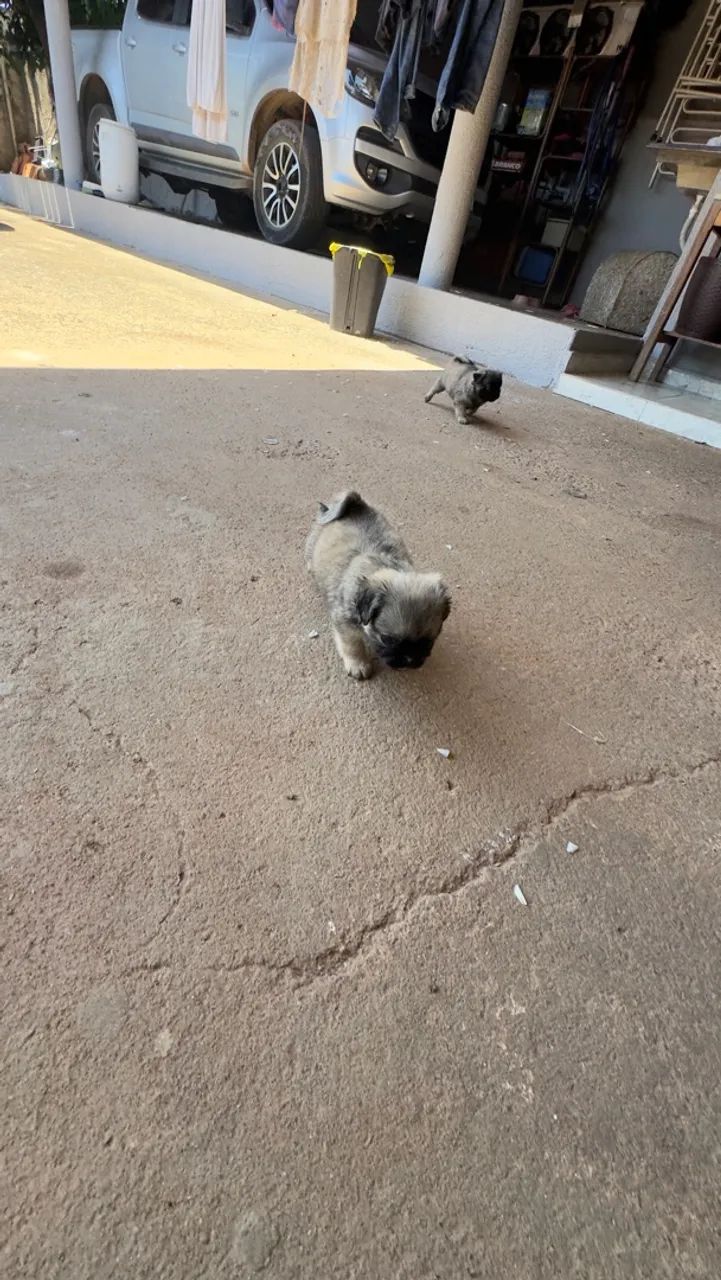 Filhotes de PUG macho  - Foto 5