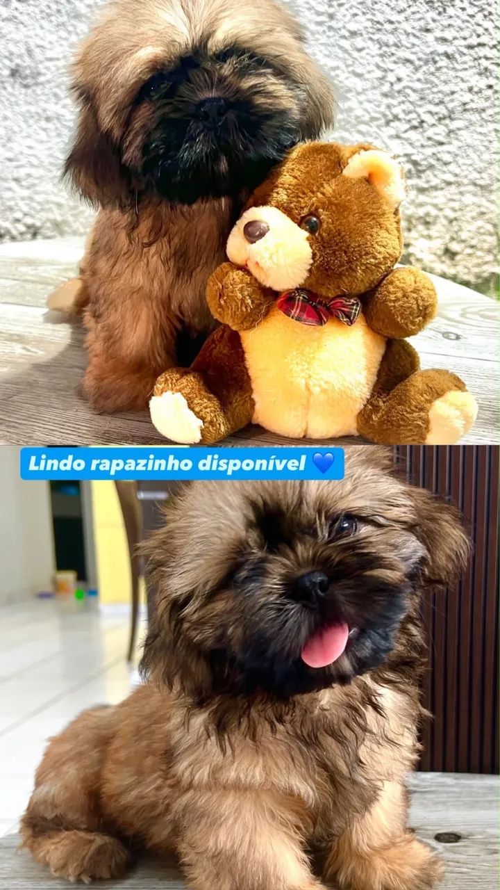 Cachorro 