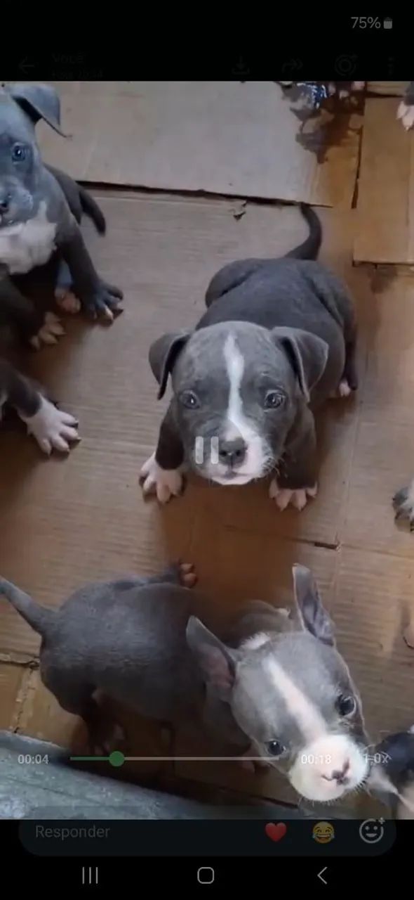 Ninhada American Bully  - Foto 2