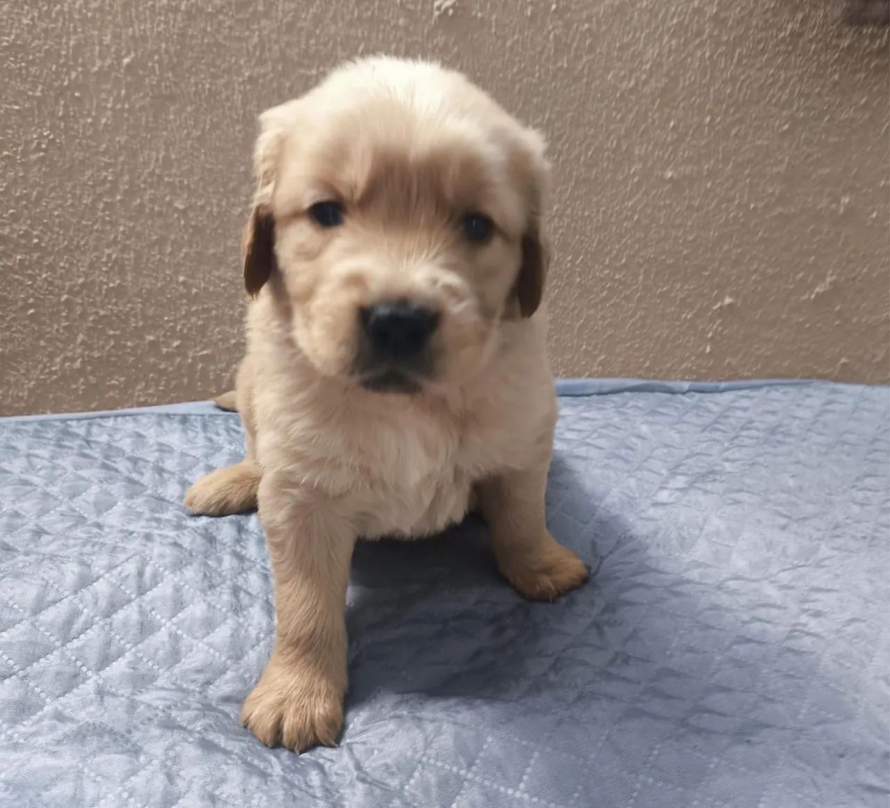 Golden Retriever Macho e Fêmea Consulte Disponibilidade