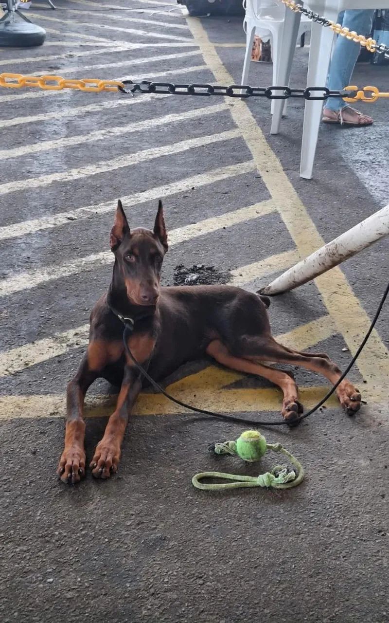 Doberman  - Foto 4