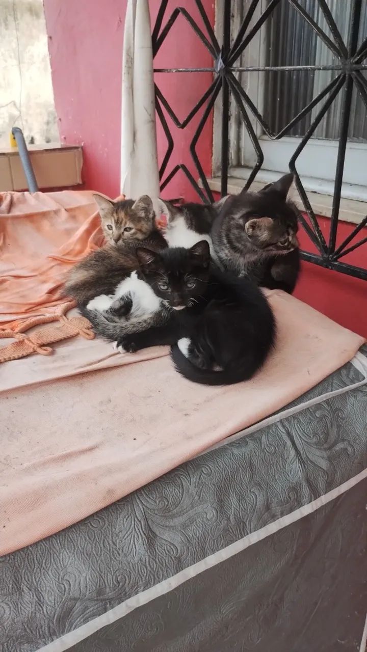 Gatinhos para adoção  - Foto 6
