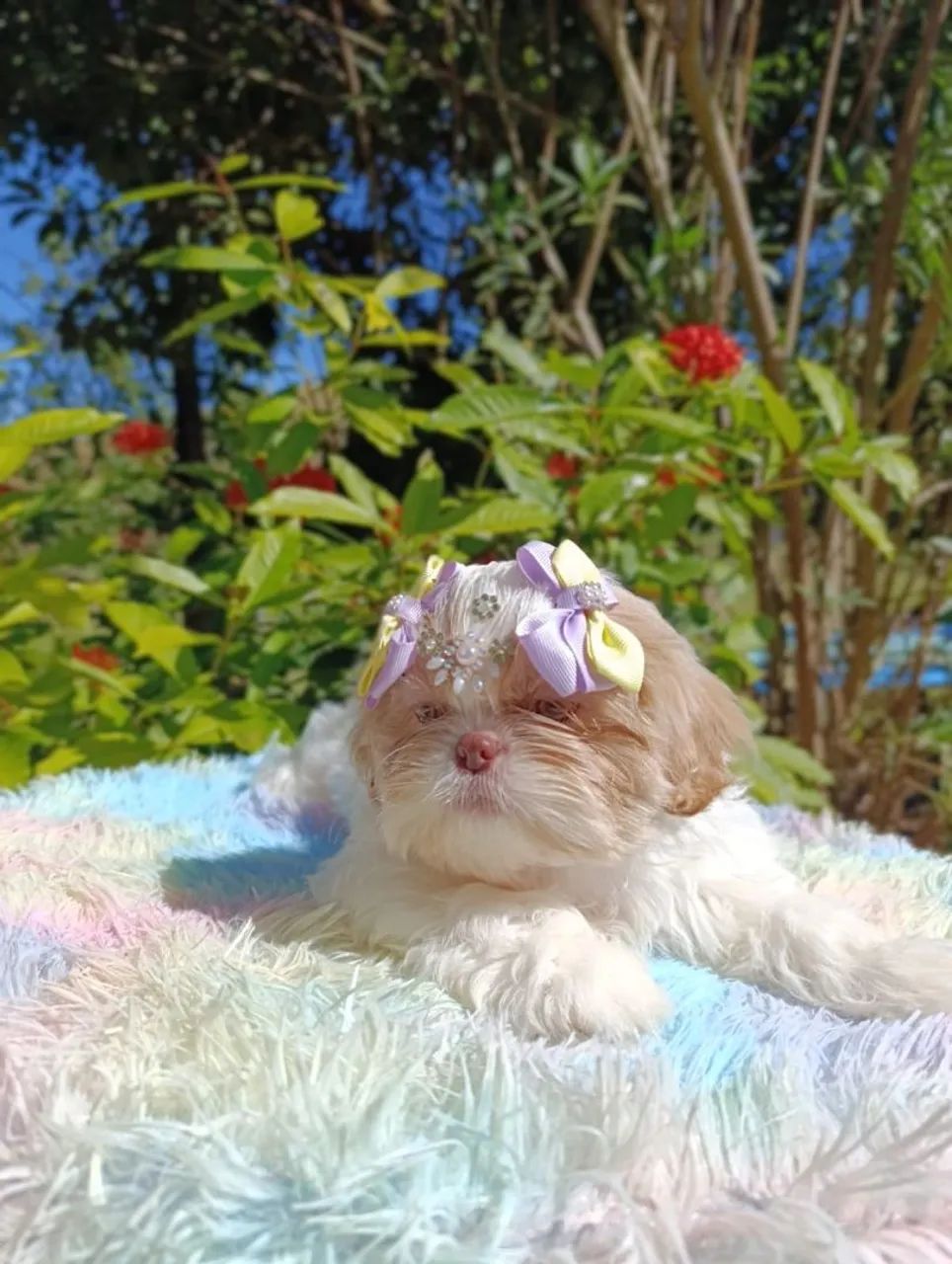 Shihtzu  - Foto 5