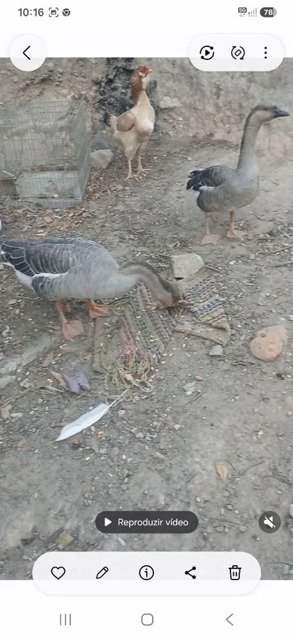 Gansos 