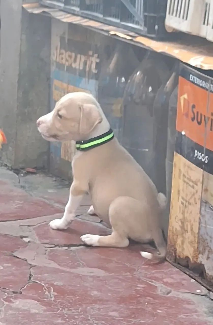 Filhote de pitbull  - Foto 2