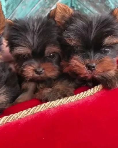 Filhotes De Yorkshire Terrier - Amor Que Transforma Lar 