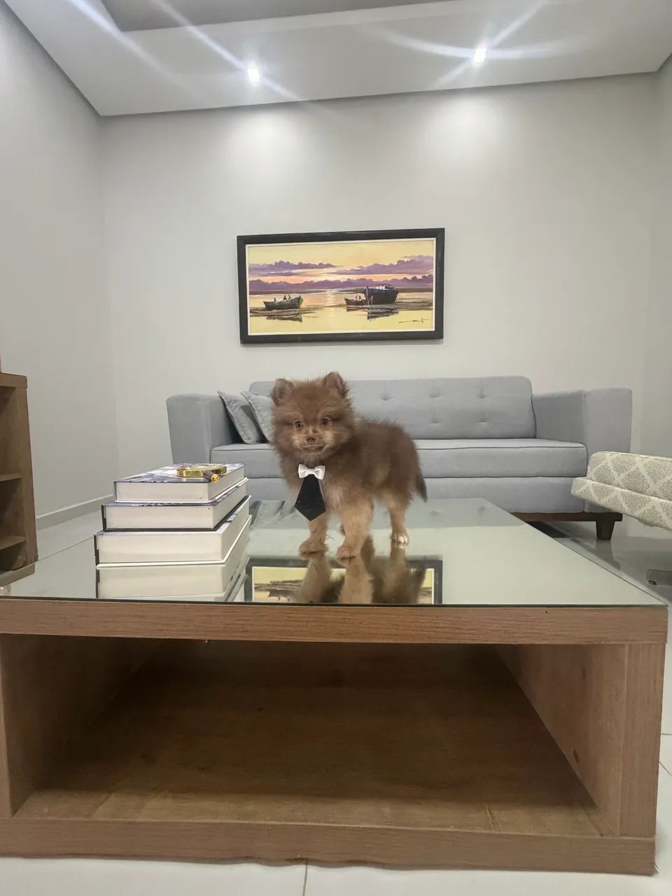 Spitz alemão macho  - Foto 3