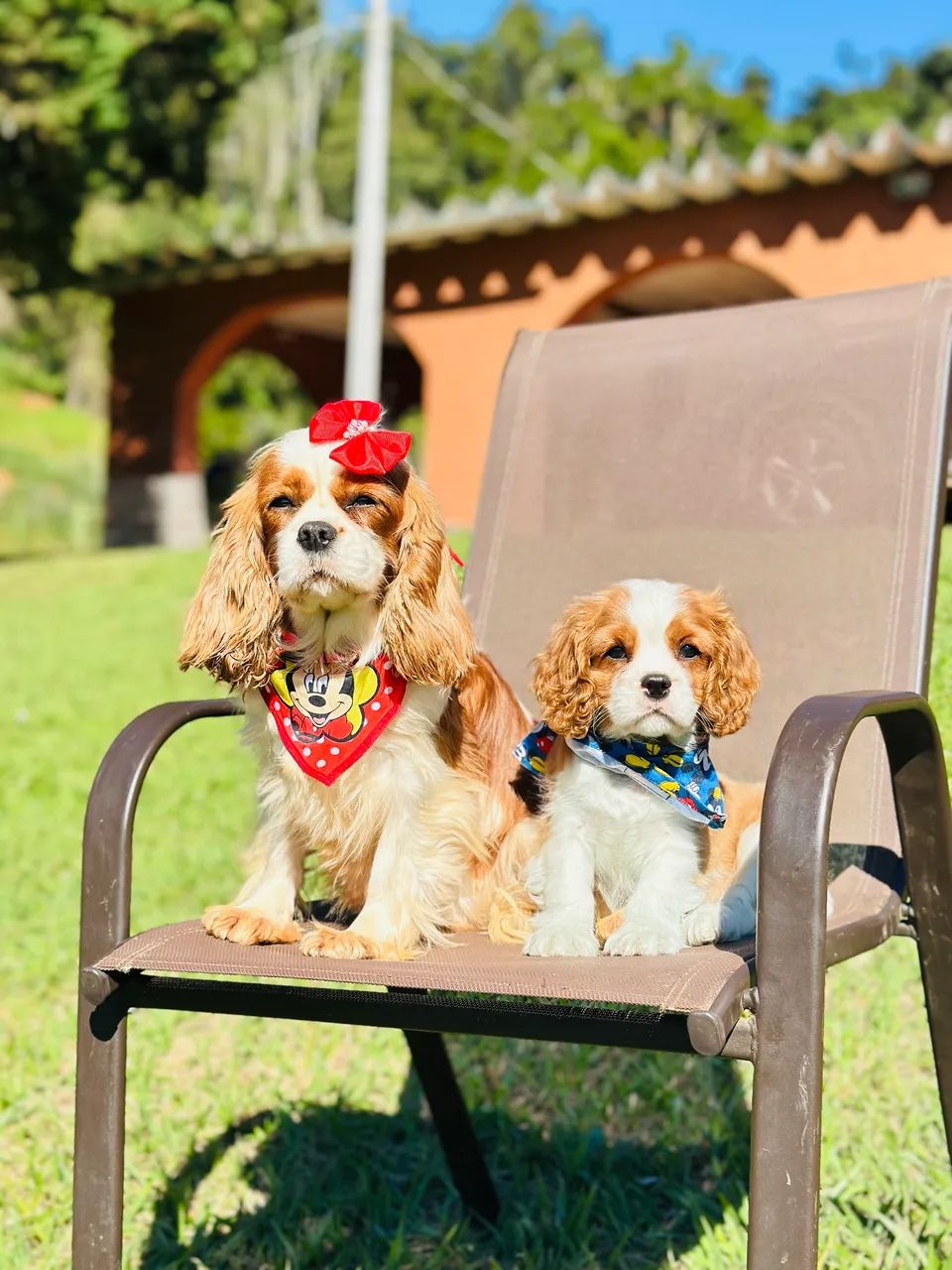 Cavalier king charles 