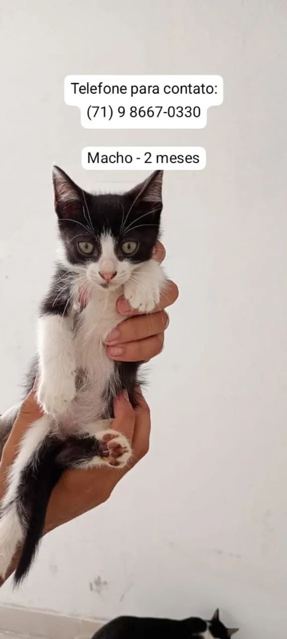 A procura de uma família ( doação) - Foto 5