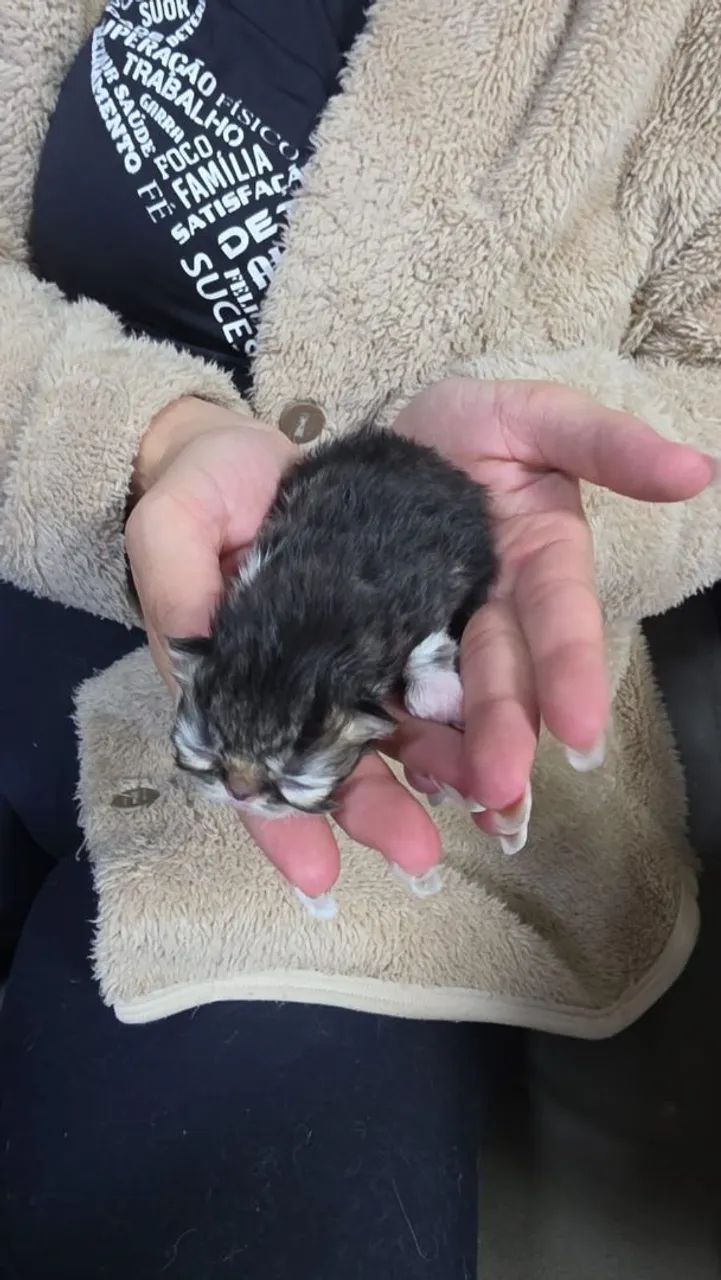 Gato persa - Foto 4