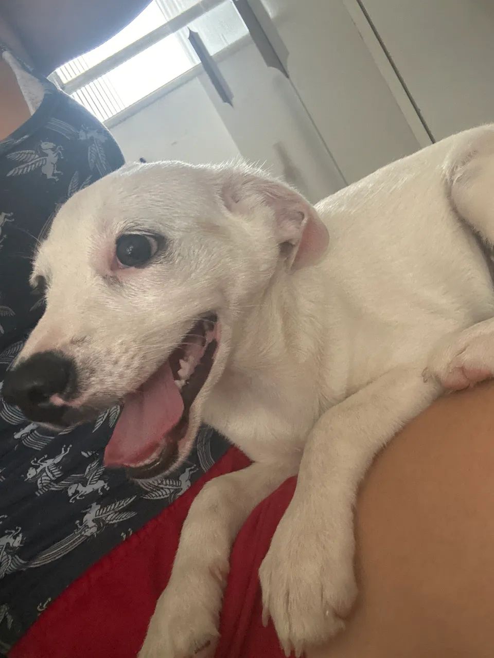 Cachorro adoção  - Foto 5