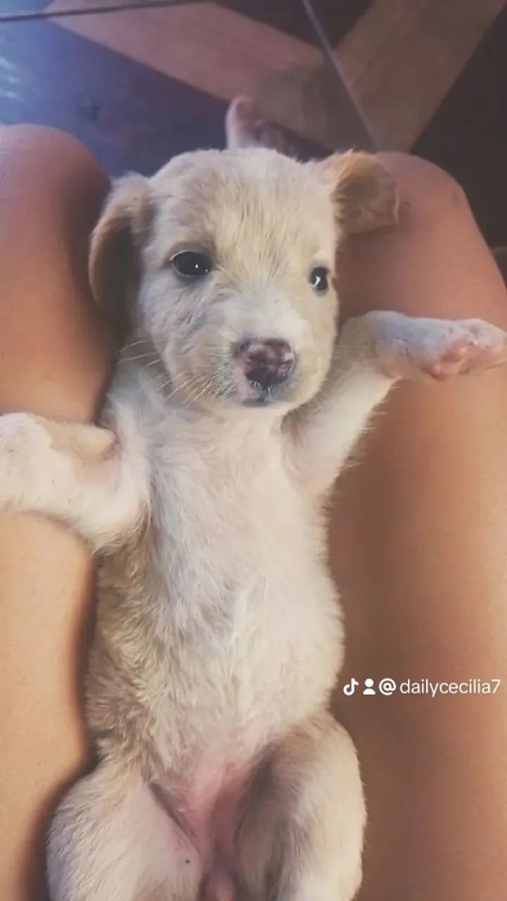 Doação de labrador  - Foto 2