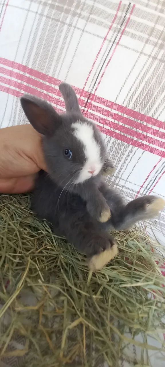 Netherland Dwarf  - Foto 3
