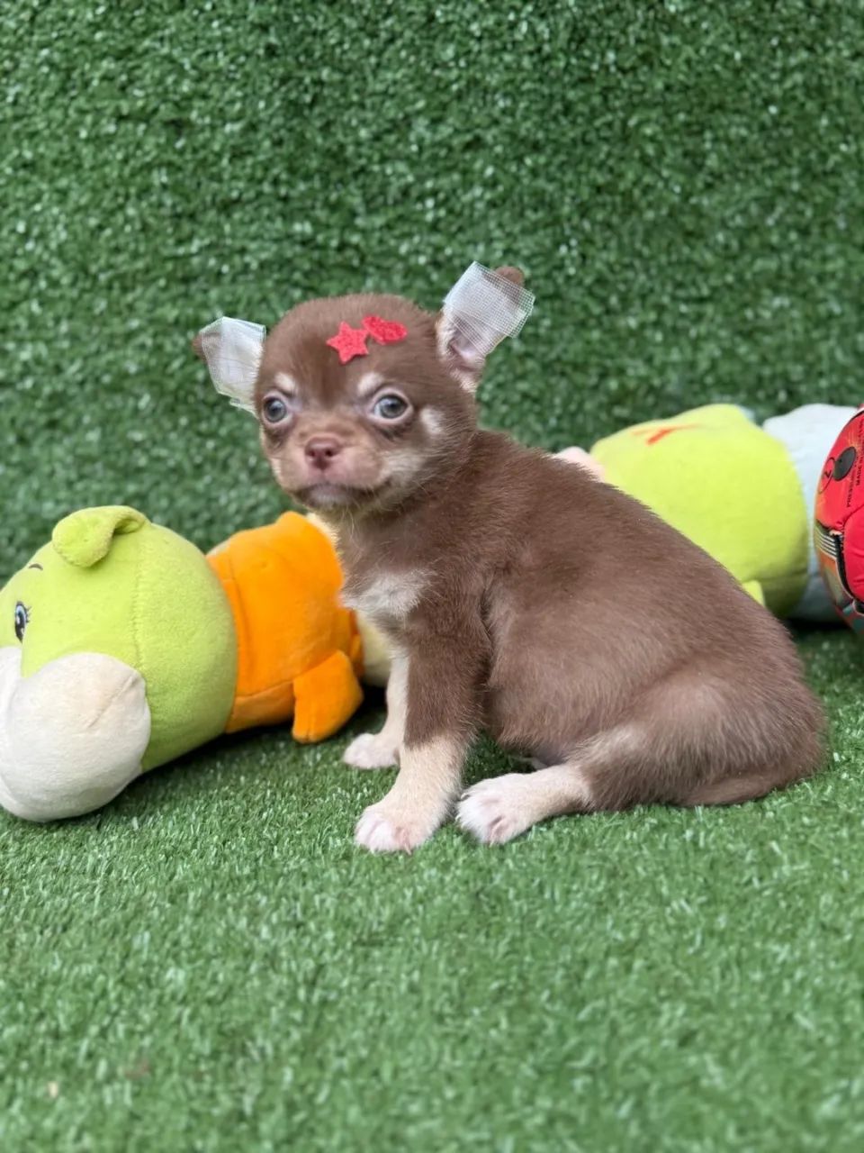 Chihuahua micro - Foto 3