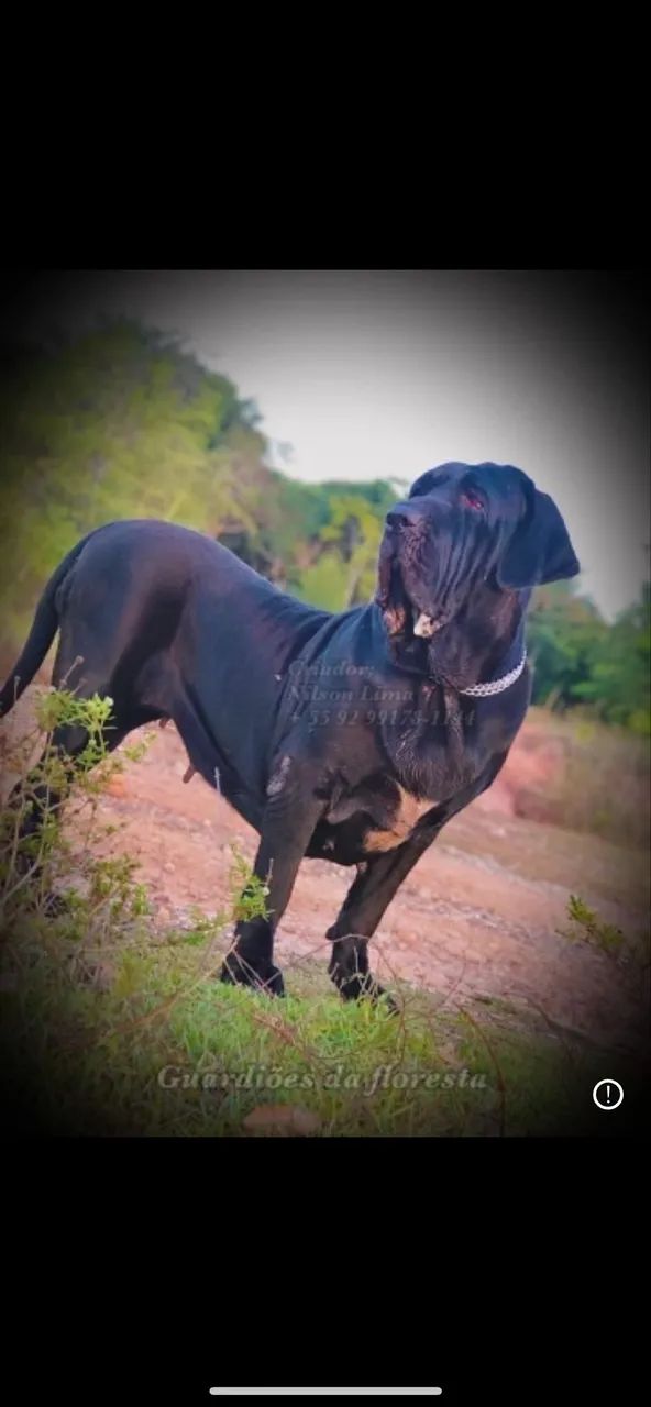 Filhote de fila brasileiro  - Foto 5