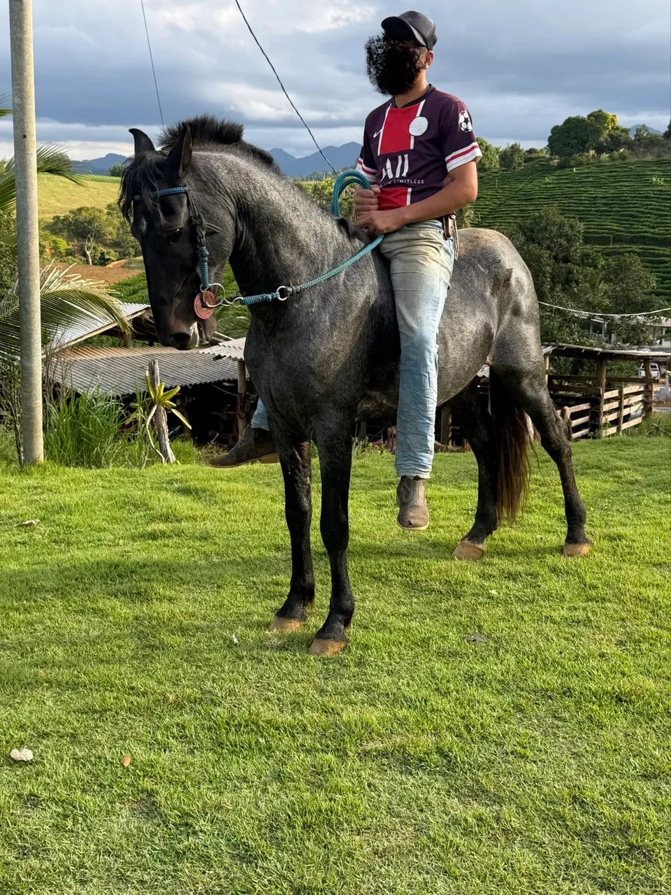 Vendo cavalo registrado marcha batida  - Foto 3