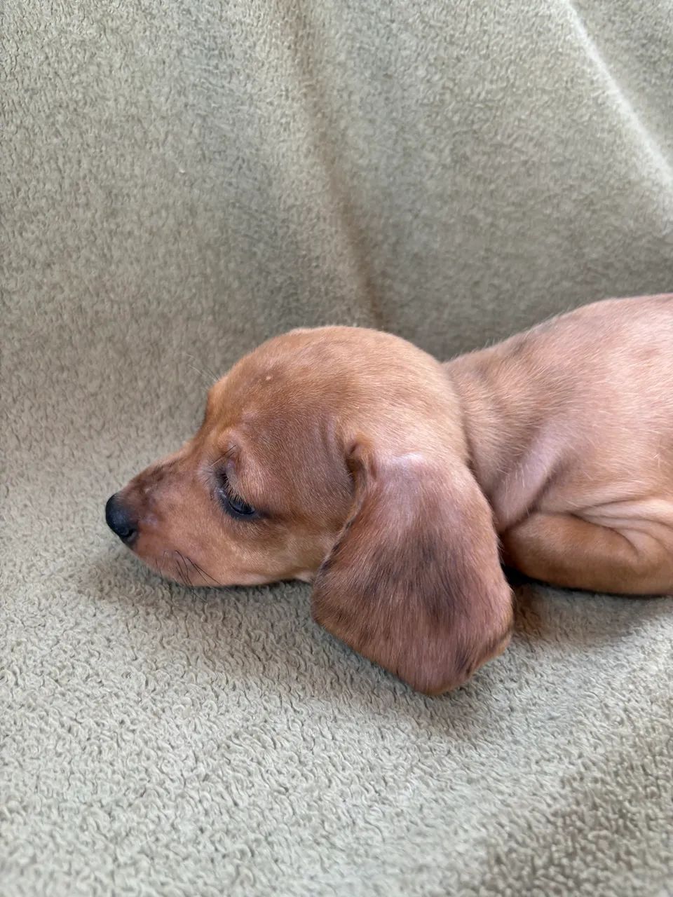 Dachshund fêmea  - Foto 2